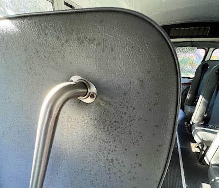 Mold on a bus seat. 